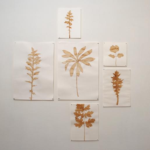 "Blätter". Bleistiftzeichnungen mit Kaffeelavierung. Verschiedene Maße. 2015