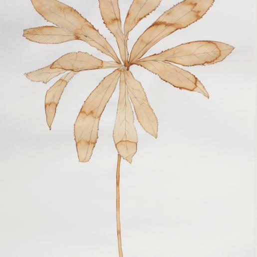 "Helleborus". Bleistiftzeichnung mit Kaffeelavierung. 62 x 40 cm. 2015