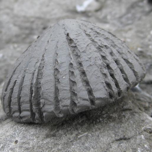 Objekt aus der Reihe "Fossil". roher Ton. 1,6 x 3,2 x 3,1 cm. 2012