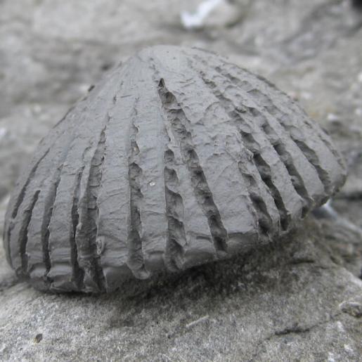 Objekt aus der Reihe "Fossil". roher Ton. 1,6 x 3,2 x 3,1 cm. 2012